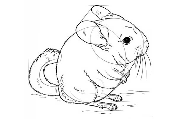 در این مطلب از سایت با آموزگار با آموزش گام به گام نقاشی موش چینچیلا با شما همراه هستیم. آموزش کشیدن نقاشی موش چانه چیلا نقاشی کودکانه