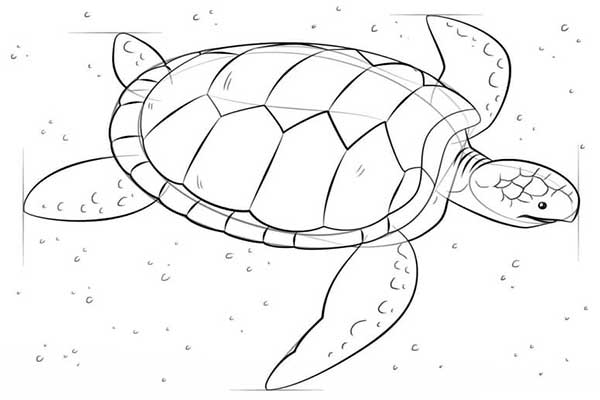 در این مطلب از سایت با آموزگار با آموزش گام به گام نقاشی لاک پشت دریایی با شما همراه هستیم. آموزش کشیدن نقاشی لاک پشت دریایی