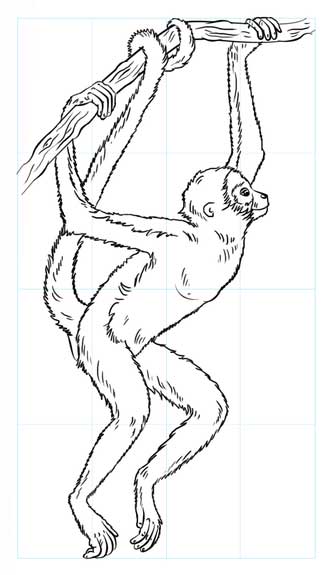 نقاشی گام به گام حیوانات | آموزش کشیدن میمون